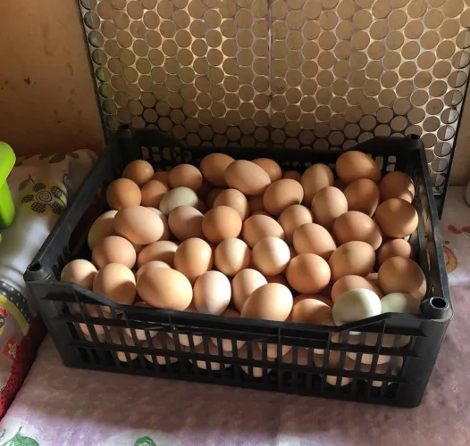 Ovos de galinha caipira 