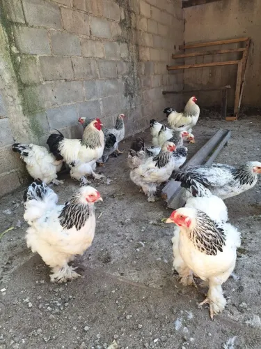 Vendo galinhas da raça Brahma