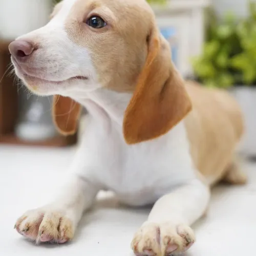 Beagle Bicolor: Raro, iluminado e absolutamente apaixonante !