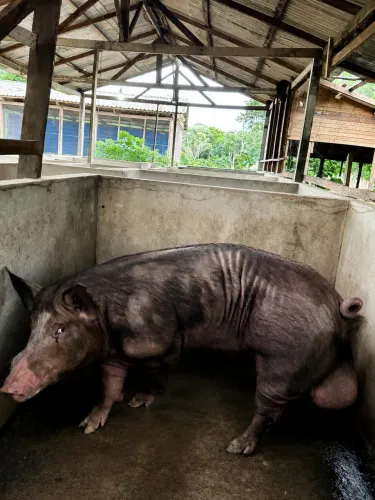 Porco reprodutor DUROC