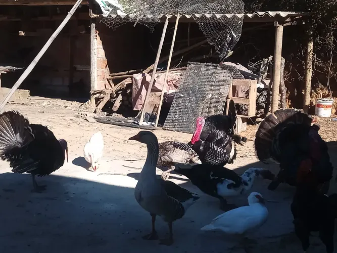 Casal de peru
