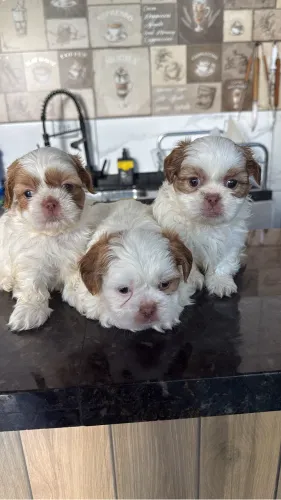 Shi-tzu