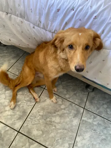 Cachorro