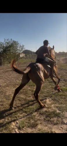 Cavalo