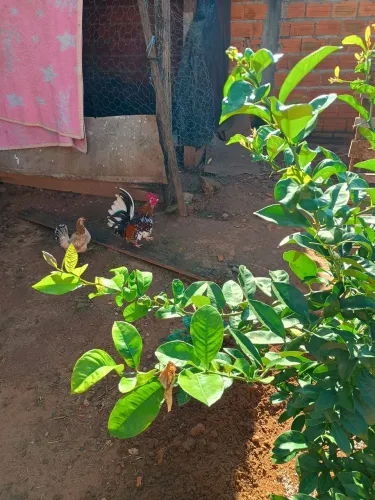 Animais de estimação 