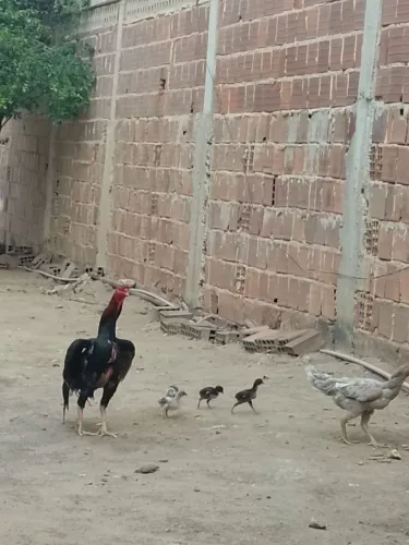 De raça e boa genética.