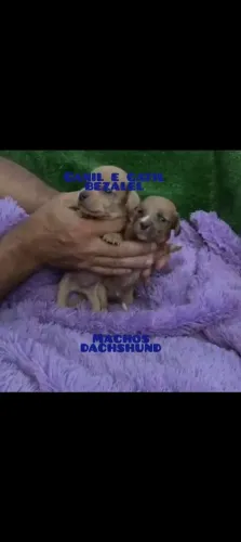 Filhotes de dachshund