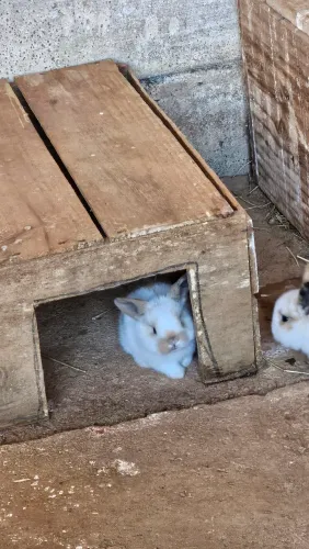 Coelho mini lop Uruguaio 