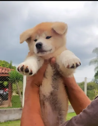 Akita Inu- O grande Cão Japonês