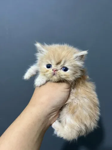 Gata Persa Laranja Disponível Para Reserva