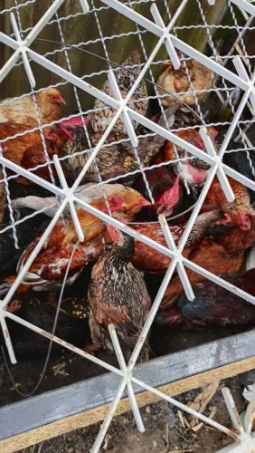 Vender 12 galinha 4 frango.  4 galo  1 é índio. 