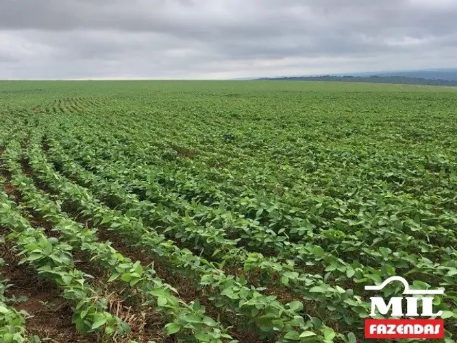 Fazenda Sudoeste Goiano. (Irrigada e Sequeiro). . 620 Alq. (3.000 Há).