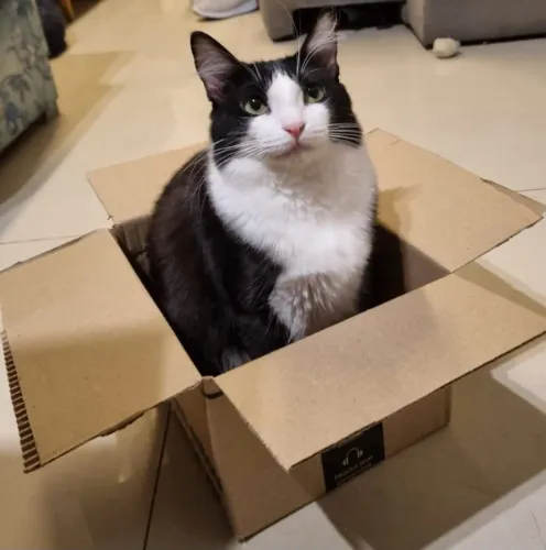 Gatinha para adoção.
