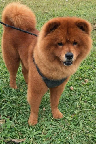 Chow chow macho  para cruzar 