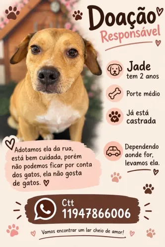 Doação Cachorra