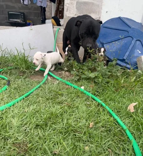 Pitbulls filhotes