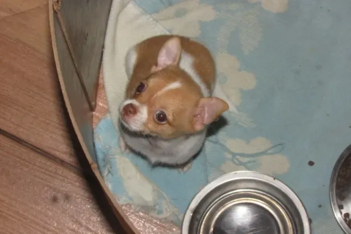 femia filhote de chihuahua