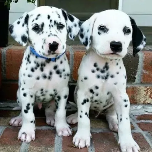 dalmata pintadinhos- os famosos