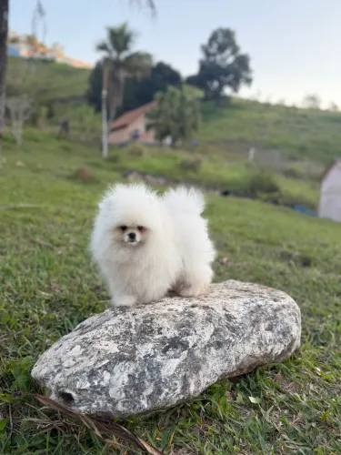 Lulu da pomerania anão na promoção!
