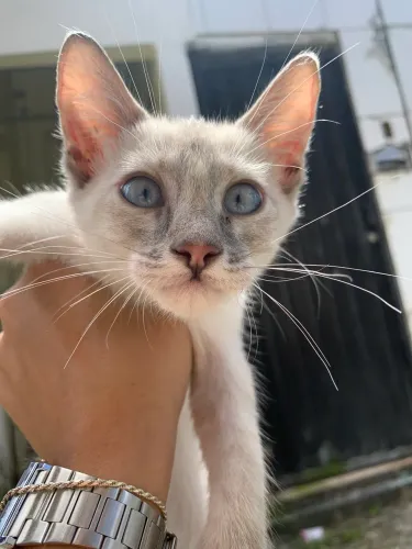 GATINHOS DISPONÍVEIS PARA ADOÇÃO
