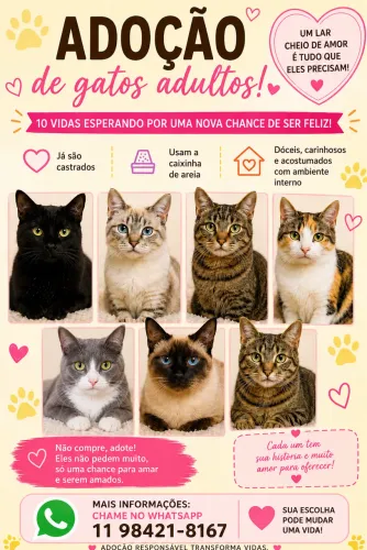 Doação de gatos