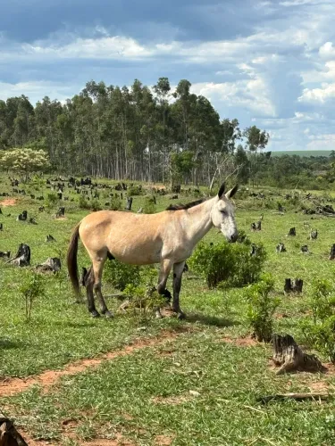 Burro tordilho