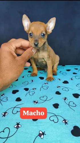 Pinscher com 62 dias vacinado e vermifugado 