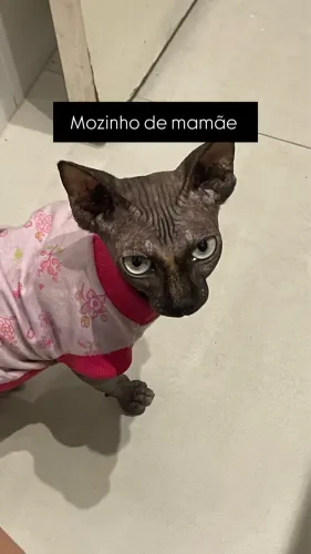 Gata sphynx (sem pelo)