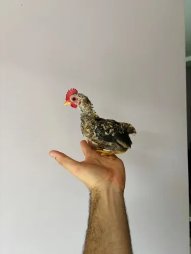 Mini galo / garnizé / galinha da índia