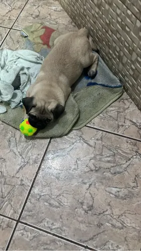 Cachorro pug 1.600,00