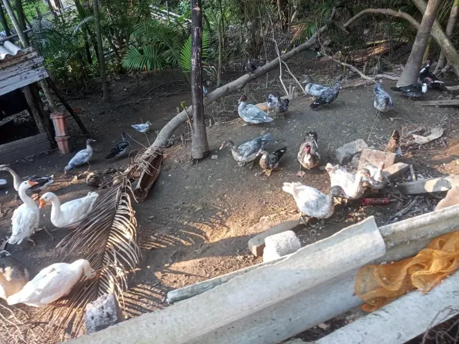 Vendo patos