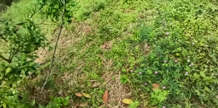 Vendo terra de 1.2 hectares em município de bananeiras