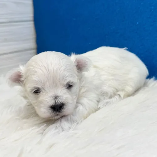 Maltês/ Uma amor para vida inteira