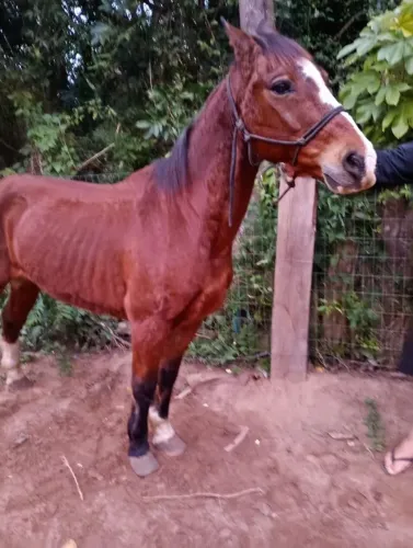 Cavalo colorado 