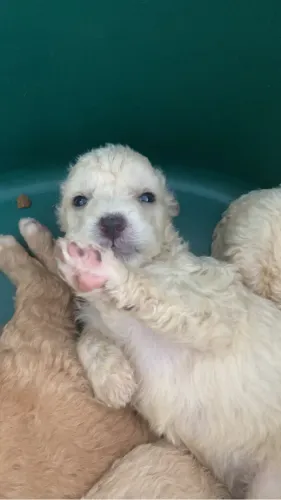 Poodle 