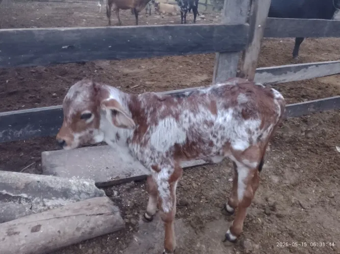 Vaca bezerro no pé 