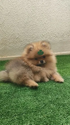 Lulu da Pomerânia anão/Spitz promoção 