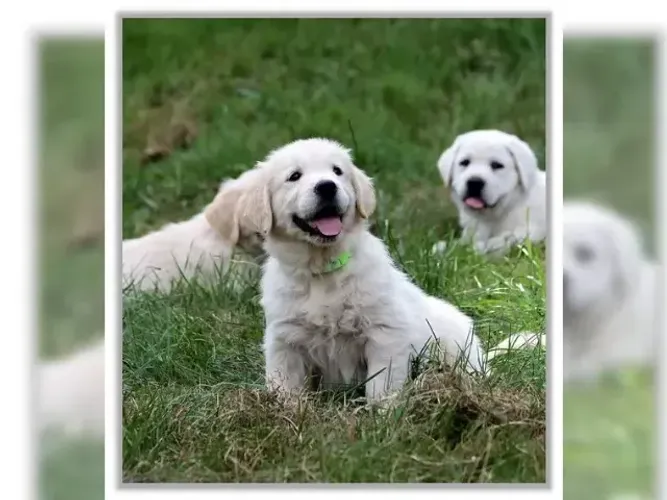 Filhote de cachorro Golden Retriever espertos e muito afetuosos
