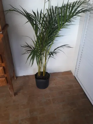 Palmeira Areca