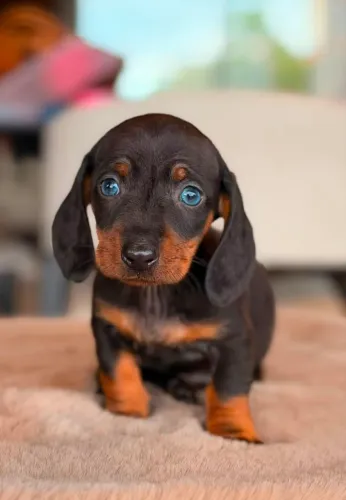 Dachshund Linguicinha