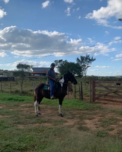 Égua Pampa MM