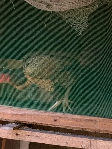 Galinha de raça
