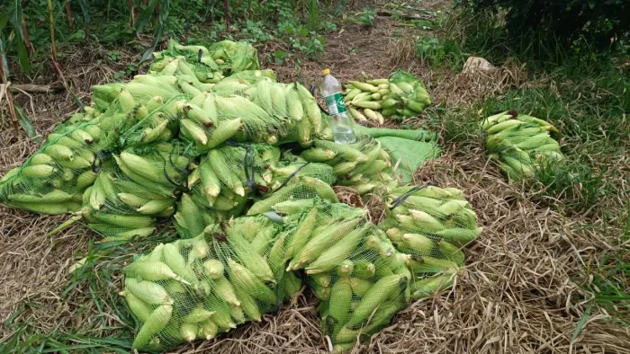 Milhos verde selecionados 