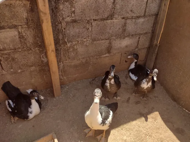 Vendo patos