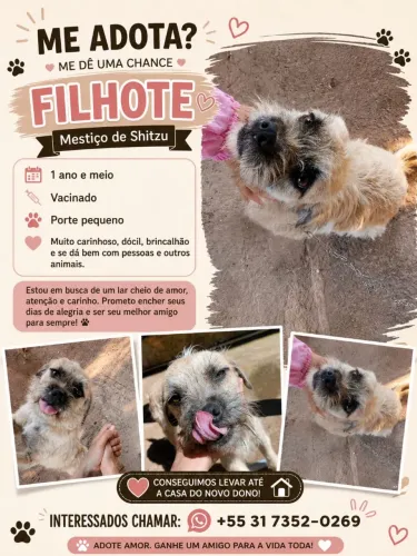 Adote o filhote