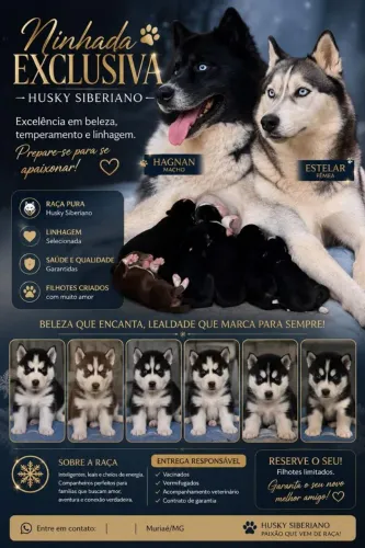 Vendo Husky Siberiano