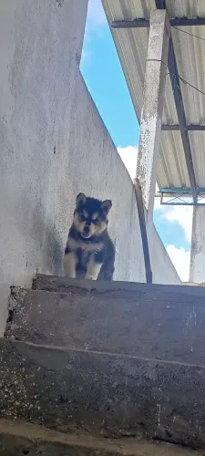 Filhotes husky siberiano pelagem wooly
