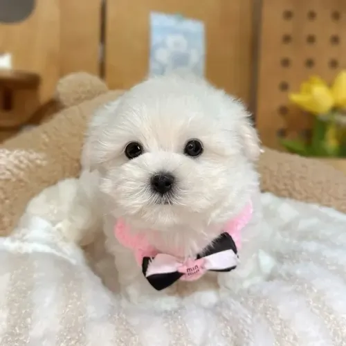 Cachorro filhote Maltês com excelente linhagem e estrutura