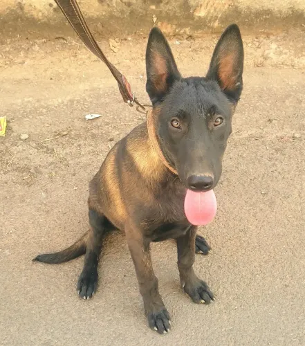 PASTOR BELGA MALINOIS, MACHO