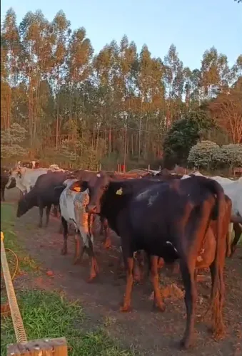 Vacas e Novilhas leiteiras Girolando 1/2 sangue, 3/4 e 5/8 ##Luxo!##